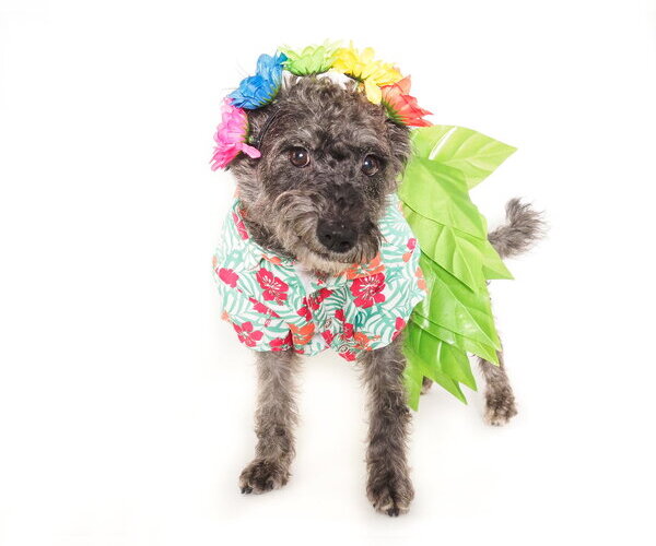 Medium Photo #7 Mutt Puppy For Sale in Phoenix, AZ, USA