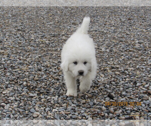 Medium Photo #2 Great Pyrenees Puppy For Sale in PAHRUMP, NV, USA