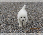 Small Photo #2 Great Pyrenees Puppy For Sale in PAHRUMP, NV, USA