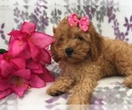 Small Photo #14 Cavapoo-Poodle (Miniature) Mix Puppy For Sale in LAKELAND, FL, USA