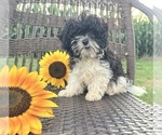 Small #4 Cavapoo (Toy)