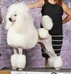Small Photo #1 Poodle (Standard) Puppy For Sale in STOCKTON, CA, USA
