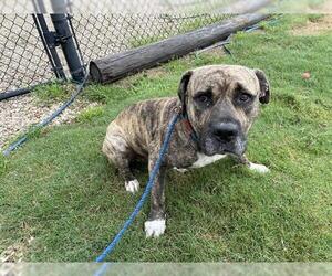 American Pit Bull Terrier-Unknown Mix Dogs for adoption in Waco, TX, USA