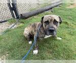 Small American Pit Bull Terrier Mix