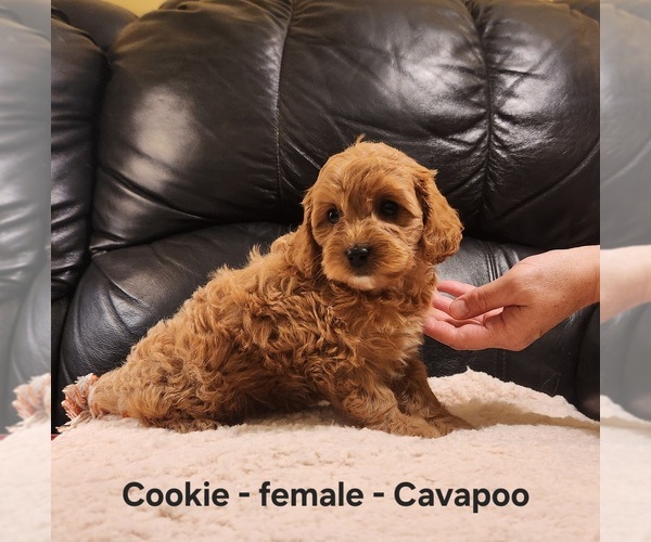 Medium Photo #3 Cavapoo (Miniature) Puppy For Sale in CLARKRANGE, TN, USA