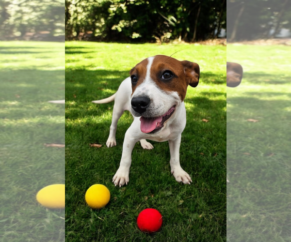 Medium Photo #21 Basenji-Rat Terrier Mix Puppy For Sale in McKinney, TX, USA