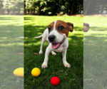Small #20 Basenji-Rat Terrier Mix