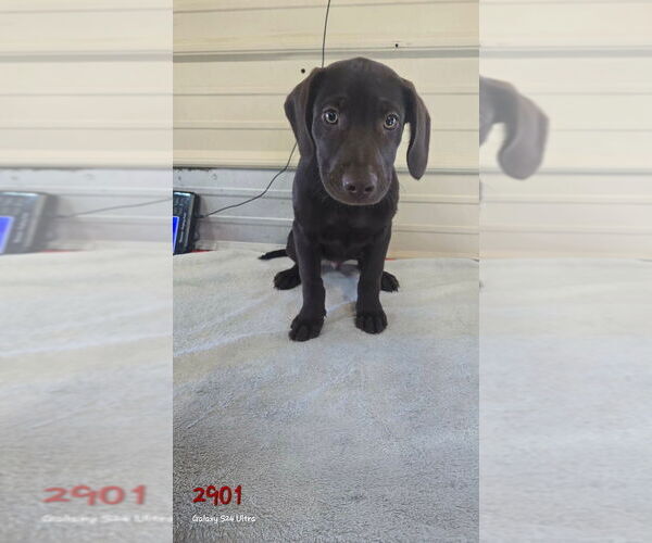 Medium Photo #1 Catahoula Leopard Dog-Labrador Retriever Mix Puppy For Sale in Foristell, MO, USA