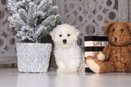 Small Photo #4 Maltese Puppy For Sale in MOUNT VERNON, OH, USA