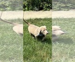 Small #1 Labrador Retriever