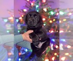 Small #4 Labrador Retriever