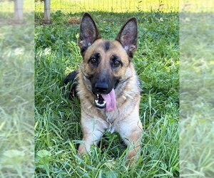 German Shepherd Dog Dogs for adoption in Sacramento, CA, USA