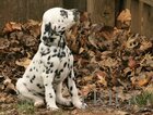 Small Photo #15 Dalmatian Puppy For Sale in ENID, OK, USA
