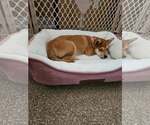 Small #1 Shiba Inu