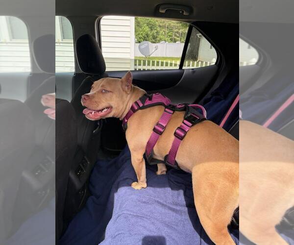 Medium Photo #1 American Staffordshire Terrier-Unknown Mix Puppy For Sale in Lake Wylie, SC, USA