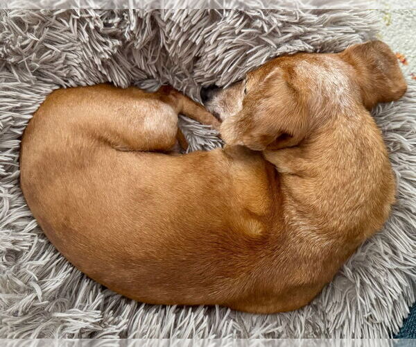 Medium Photo #3 Dachshund Puppy For Sale in Weston, FL, USA