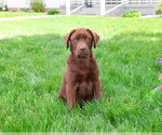 Small #4 Labrador Retriever