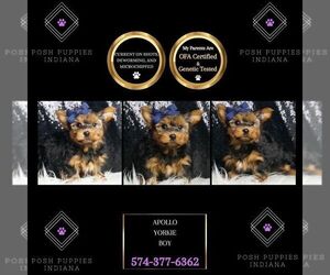 Yorkshire Terrier Puppy for sale in WARSAW, IN, USA
