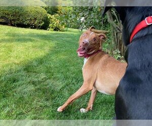 Kylo Lonestar* - Male American Pit Bull Terrier-Blue Lacy Mix Dog for Adoption - Photo #2