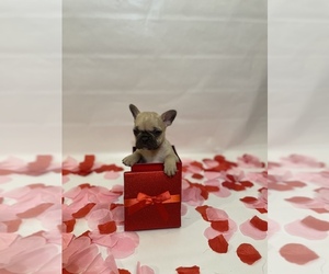 French Bulldog Puppy for sale in FORT WORTH, TX, USA