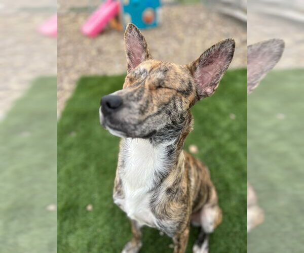 Medium Photo #3 Mutt Puppy For Sale in Evansville, IN, USA