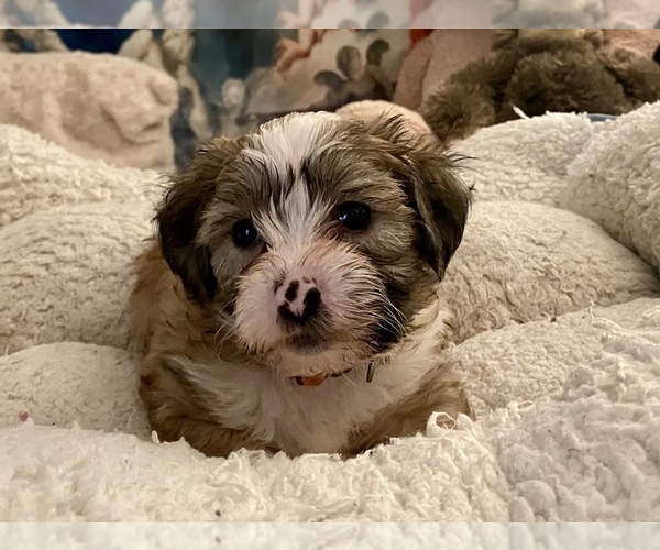 Medium Photo #1 Zuchon Puppy For Sale in RENO, NV, USA