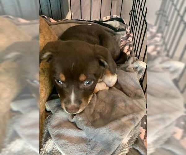 Medium Photo #7 Beagle-Unknown Mix Puppy For Sale in San Diego, CA, USA