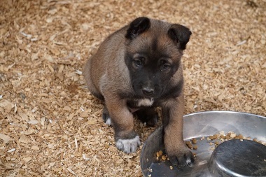 Medium Photo #5 Belgian Malinois Puppy For Sale in ETOWAH, OK, USA