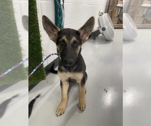 German Shepherd Dog-Unknown Mix Dogs for adoption in Temple, TX, USA