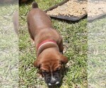 Puppy 5 Boxer