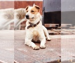 Small Photo #1 Australian Cattle Dog-Great Pyrenees Mix Puppy For Sale in BARRY, TX, USA