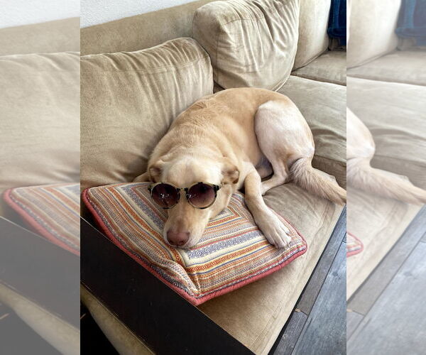 Medium Photo #4 Labrador Retriever-Unknown Mix Puppy For Sale in Denton, TX, USA