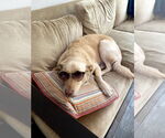 Small #3 Labrador Retriever Mix