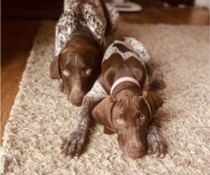 Mother of the German Shorthaired Pointer puppies born on 08/07/2023