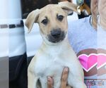 Small #1 Mutt