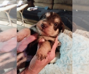 Schnauzer (Miniature) Puppy for sale in PIEDMONT, SC, USA