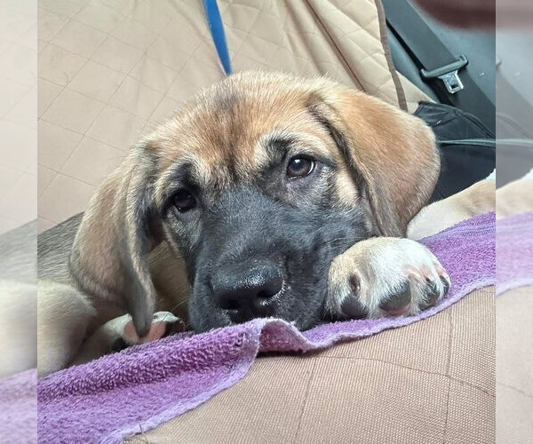 Medium Photo #2 Anatolian Shepherd-Unknown Mix Puppy For Sale in Orlando, FL, USA