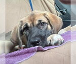 Small #1 Anatolian Shepherd Mix