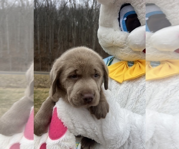 Medium Photo #8 Labrador Retriever Puppy For Sale in NEOLA, WV, USA