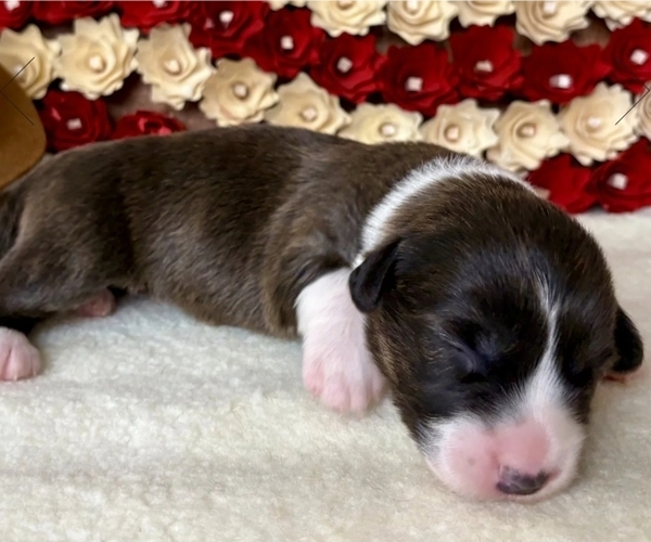 Medium Photo #10 Cardigan Welsh Corgi Puppy For Sale in KEMPNER, TX, USA