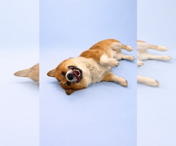 Medium Photo #2 Mutt Puppy For Sale in Sandy, UT, USA