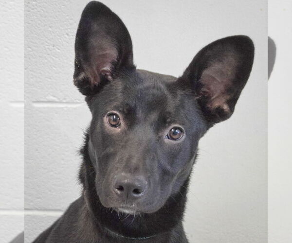 Medium Photo #1 Basset Hound-German Shepherd Dog Mix Puppy For Sale in Huntley, IL, USA