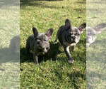 Small Photo #5 French Bulldog Puppy For Sale in CITY INDUSTRY, CA, USA