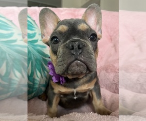 French Bulldog Puppy for sale in COCOA, FL, USA