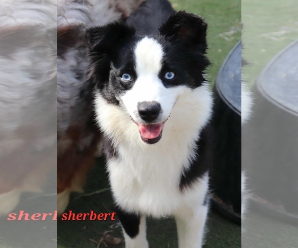 Medium Photo #1 Australian Shepherd Puppy For Sale in Landenberg, PA, USA