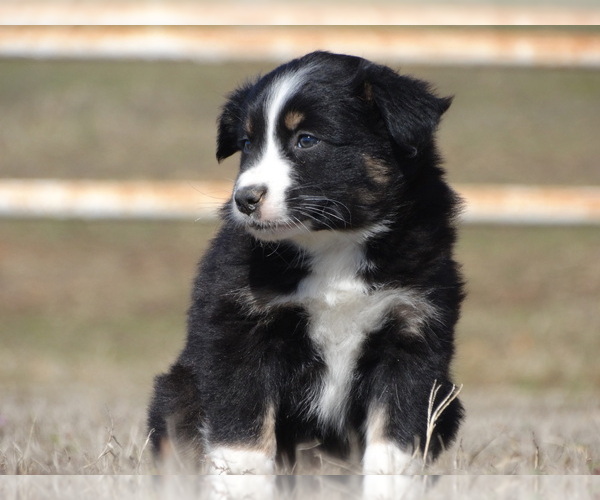 Medium Photo #9 Australian Shepherd Puppy For Sale in OZARK, AR, USA