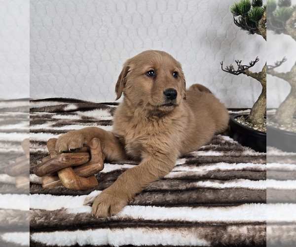 Medium Photo #3 Golden Retriever Puppy For Sale in FRANKLIN, IN, USA