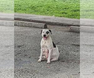 American Staffordshire Terrier-Unknown Mix Dogs for adoption in San Antonio, TX, USA