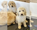 Small Photo #4 Goldendoodle Puppy For Sale in PENSACOLA, FL, USA