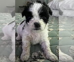 Small #4 Mutt